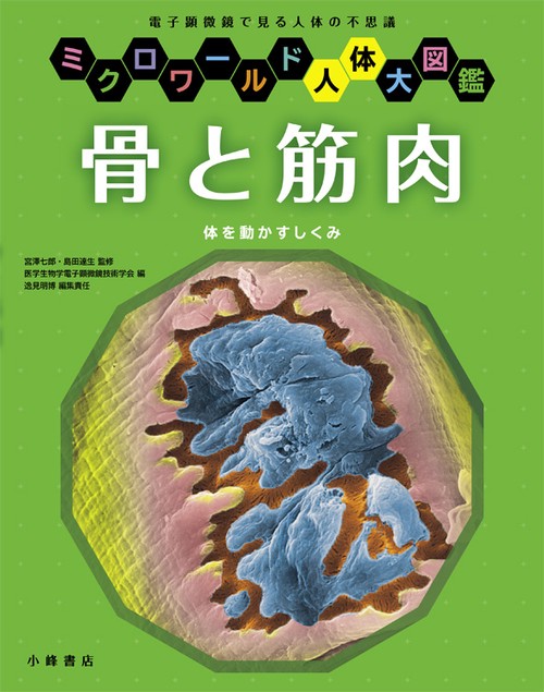 骨と筋肉 体を動かすしくみ 電子顕微鏡で見る人体の不思議