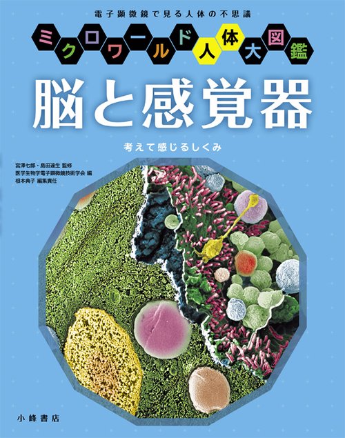 脳と感覚器 考えて感じるしくみ 電子顕微鏡で見る人体の不思議
