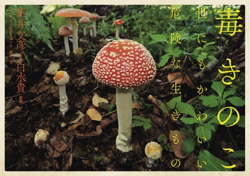 毒きのこ 世にもかわいい危険な生きもの