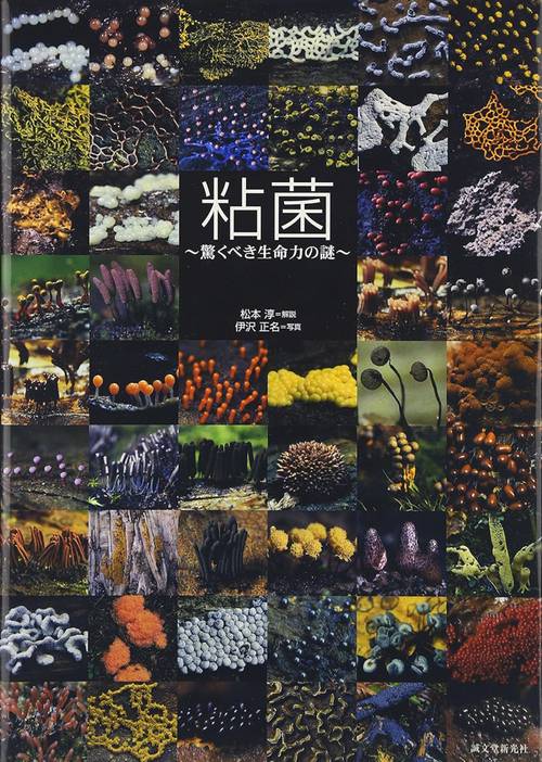 粘菌
