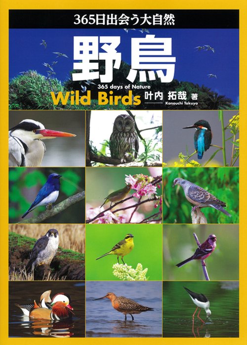 野鳥