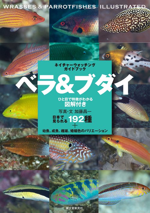 ベラ&ブダイ 日本で見られる192種+幼魚、成魚、雌雄、婚姻色のバリエーション ひと目で特徴がわかる図解付き