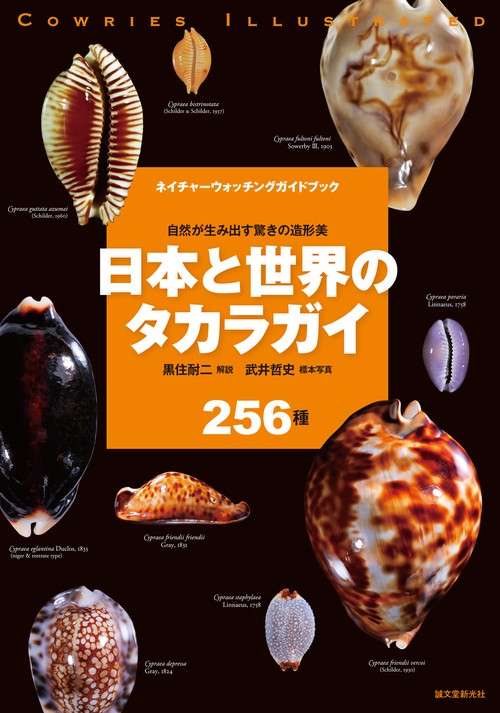 日本と世界のタカラガイ