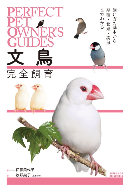 文鳥完全飼育