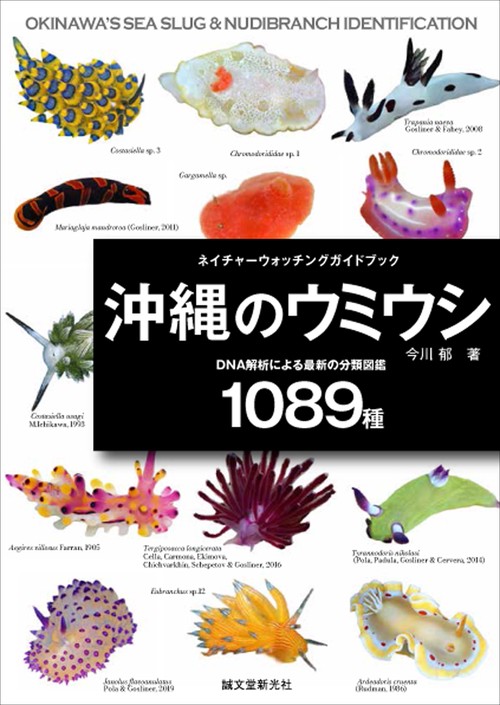 沖縄のウミウシ