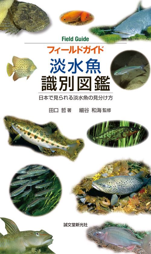 フィールドガイド淡水魚識別図鑑 日本で見られる淡水魚の見分け方