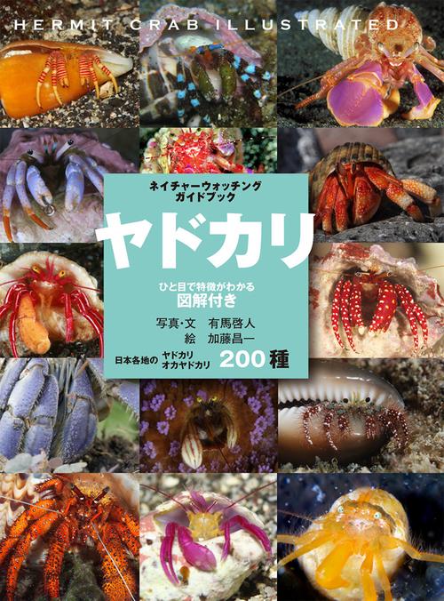 ヤドカリ ひと目で特徴がわかる図解付き 日本各地のヤドカリ オカヤドカリ200種