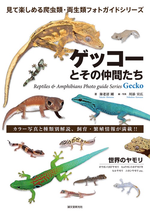 ゲッコーとその仲間たち 世界のヤモリ オウカンミカドヤモリ/ヒョウモントカゲモドキ ヒルヤモリ/タマオヤモリ/ニホンヤモリ ヘラオヤモリ/マルメヤモリetc. カラー写真と品種解説、飼育・繁殖情報が満載!!