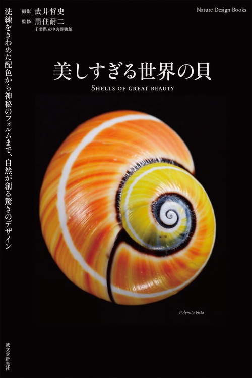 美しすぎる世界の貝 洗練をきわめた配色から神秘のフォルムまで、自然が創る驚きのデザイン