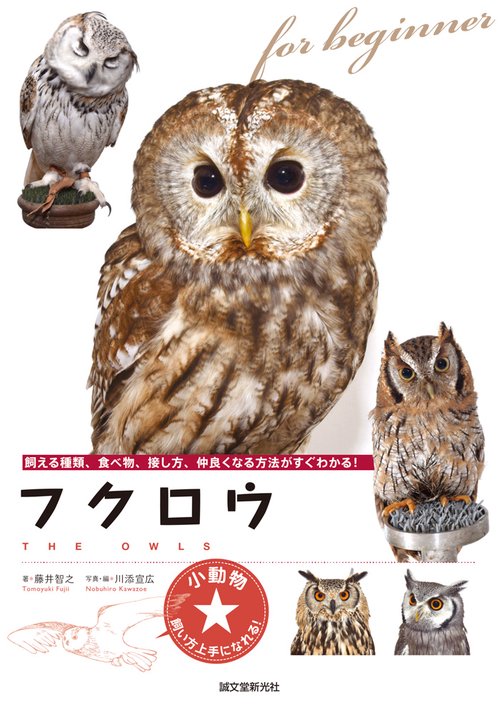 フクロウ 飼える種類、食べ物、接し方、仲良くなる方法がすぐわかる!