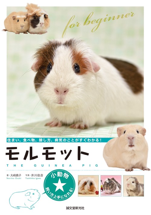 モルモット