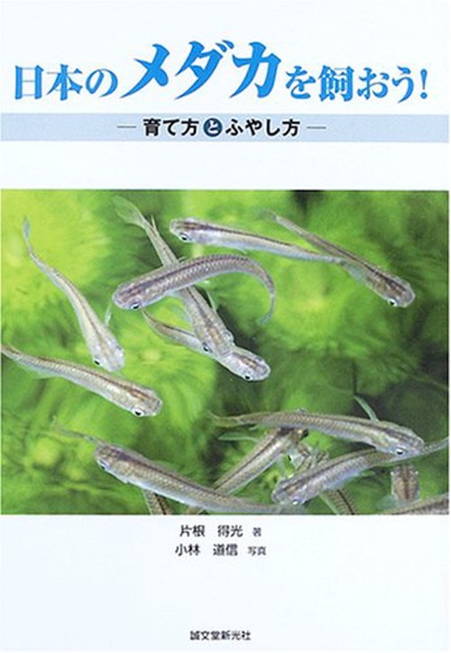 日本のメダカを飼おう!