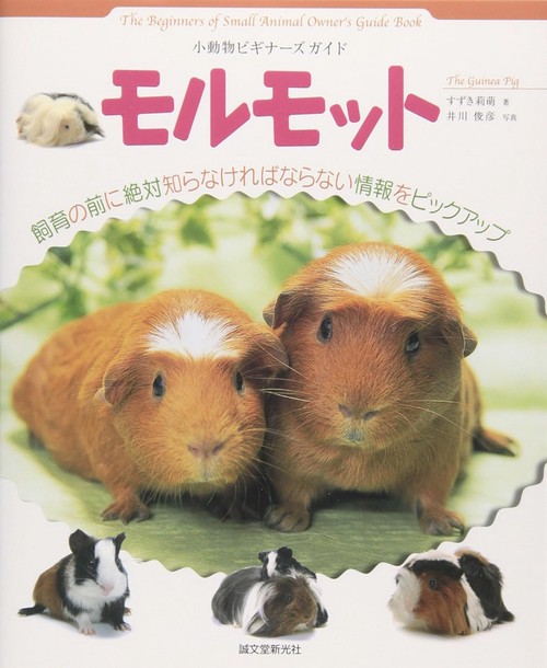 モルモット
