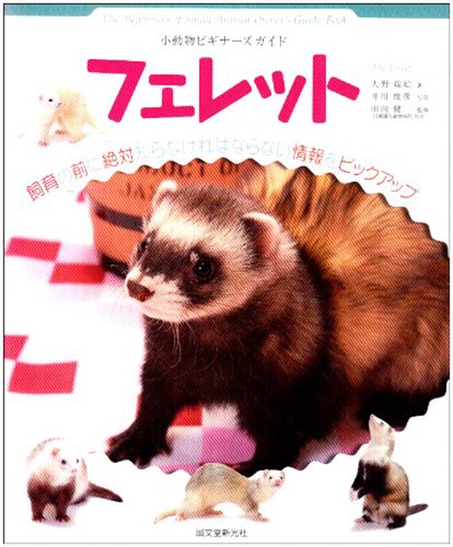 小動物ビギナーズガイドフェレット