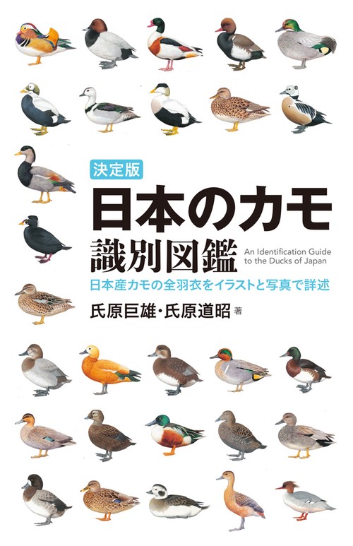 日本のカモ識別図鑑 決定版 日本産カモの全羽衣をイラストと写真で詳述