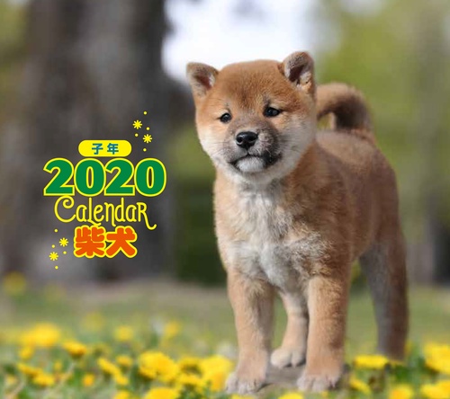 カレンダー '20 柴犬 ミニ