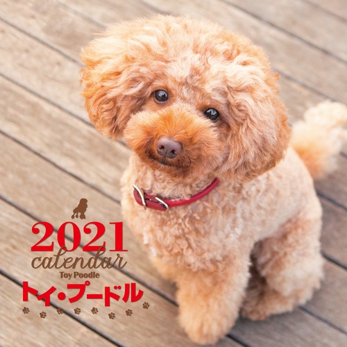 2021年 大判カレンダー トイ・プードル