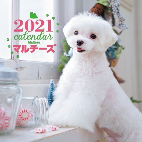 2021年 大判カレンダー マルチーズ