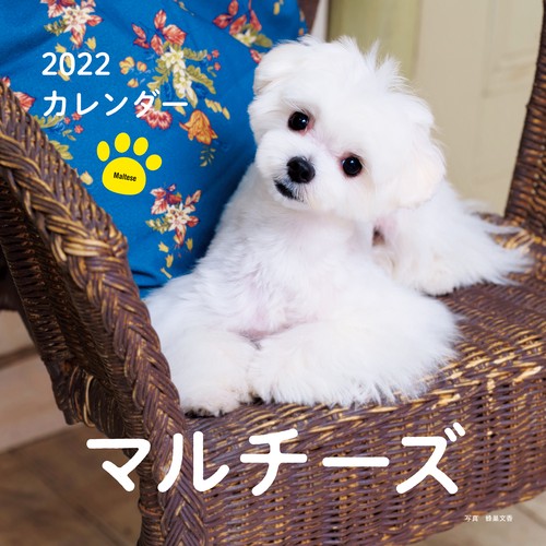 2022年 カレンダー マルチーズ