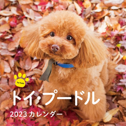 2023年カレンダー トイ・プードル
