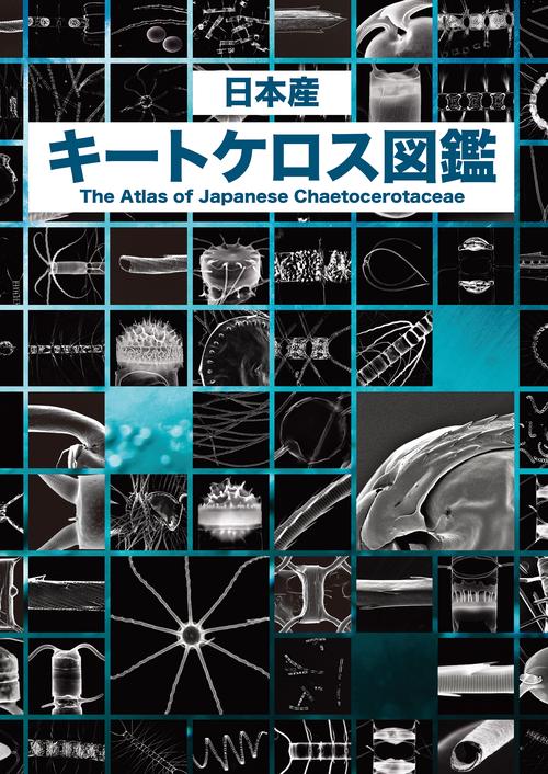 日本産 キートケロス図鑑