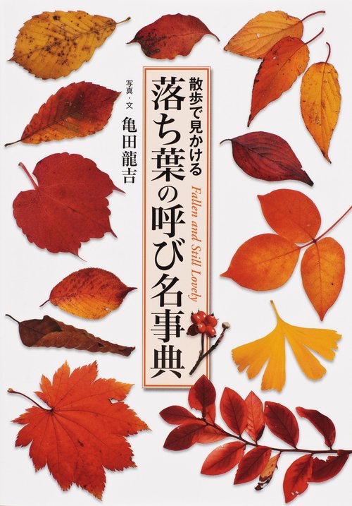 落ち葉の呼び名事典 散歩で見かける Fallen and Still Lovely
