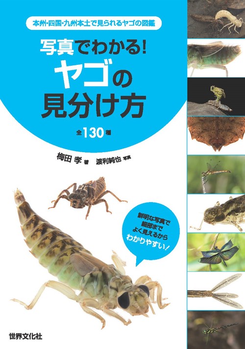 写真でわかる！　ヤゴの見分け方　全１３０種
