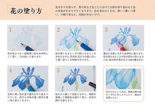 茶花の塗り絵ポストカードブック