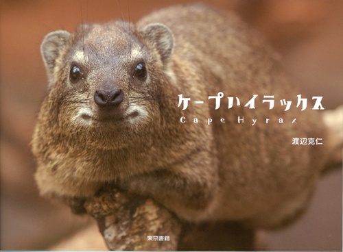 ケープハイラックス
