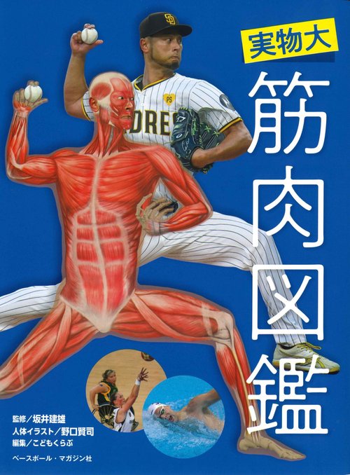 実物大　筋肉図鑑
