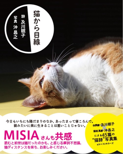 猫から目線