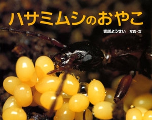 ハサミムシのおやこ