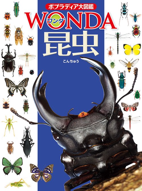 昆虫
