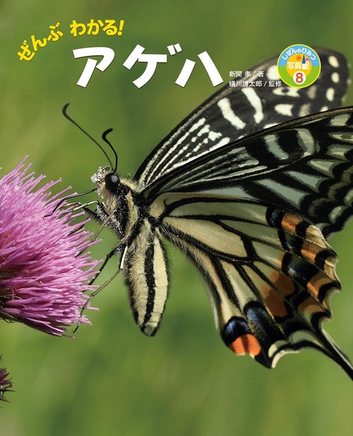 ぜんぶわかる!アゲハ