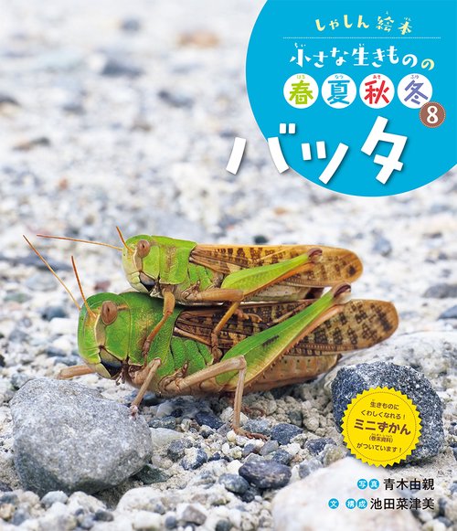 バッタ