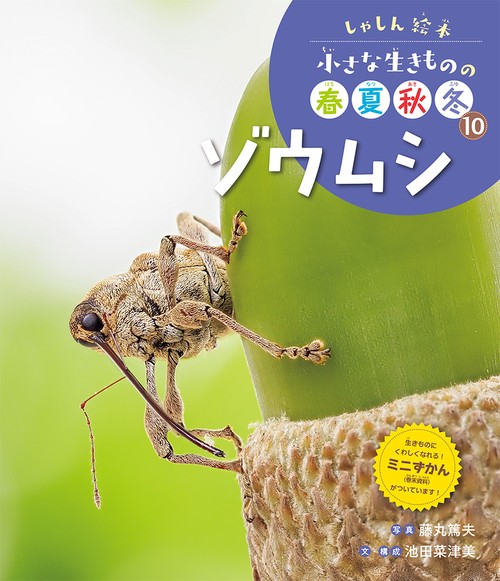 ゾウムシ