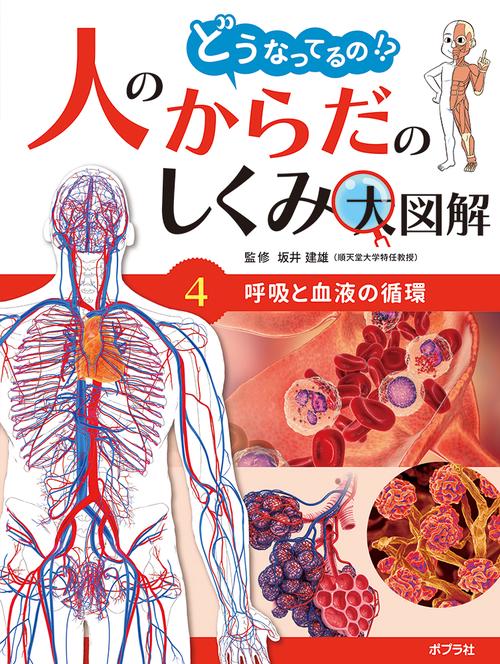 呼吸と血液の循環