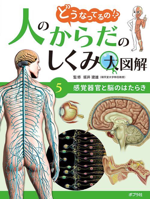 感覚器官と脳のはたらき