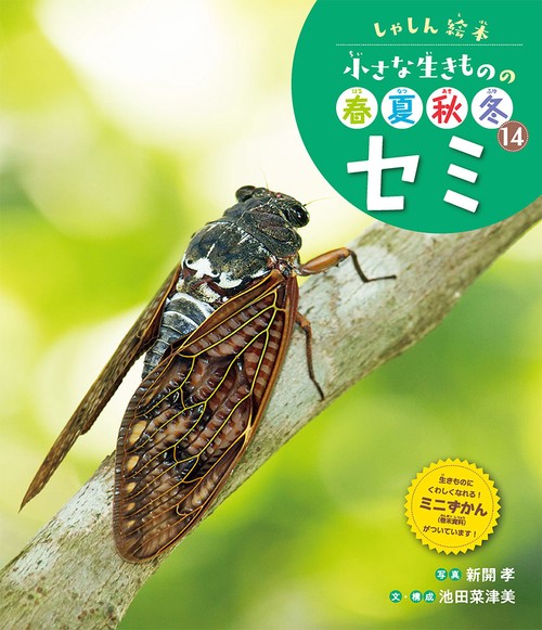 セミ