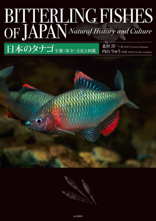 日本のタナゴ