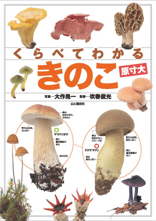 くらべてわかるきのこ 原寸大