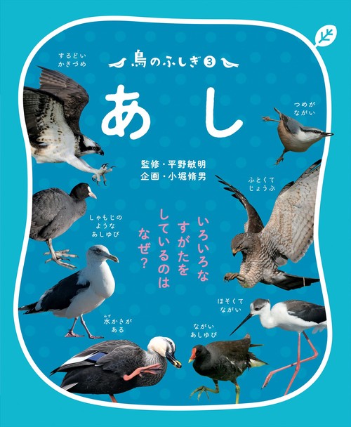 鳥のふしぎ いろいろなすがたをしているのはなぜ? 3