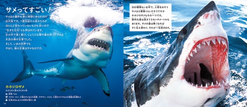 きれいですごい魚