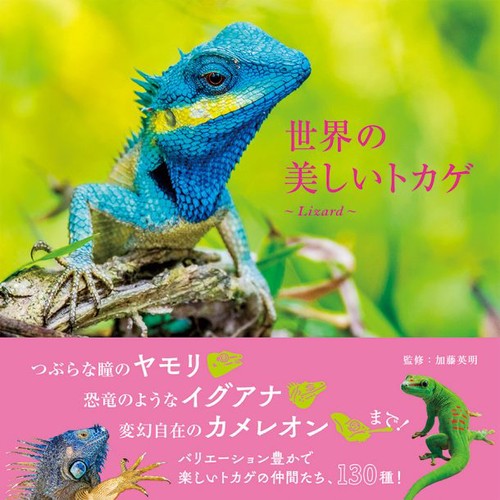 世界の美しいトカゲ Lizard