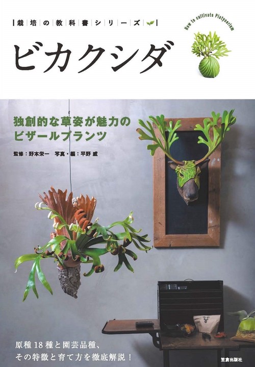 ビカクシダ-独創的な草姿が魅力のビザールプランツ-