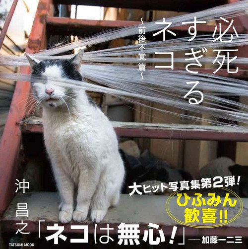 必死すぎるネコ 前後不覚篇