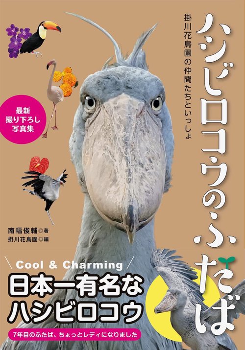 ハシビロコウのふたば
