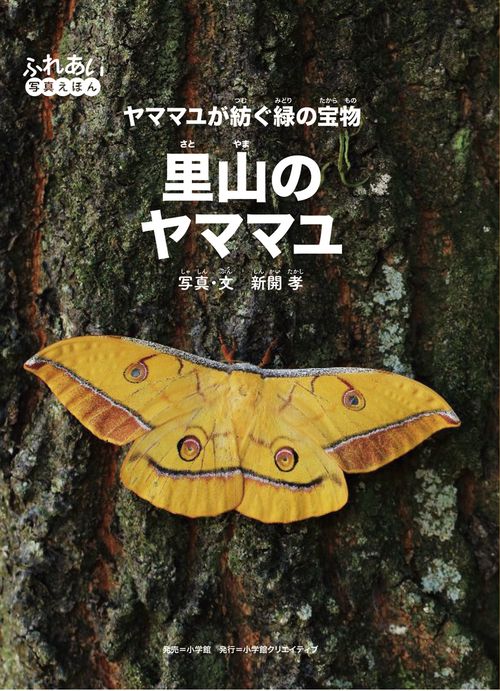 里山のヤママユ