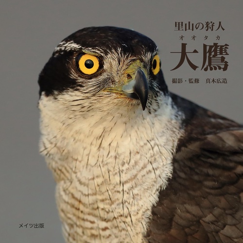 里山の狩人 大鷹