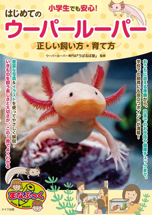 小学生でも安心! はじめてのウーパールーパー 正しい飼い方・育て方